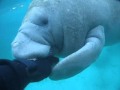 Manatee attack  a manatee tries to bite off my hand