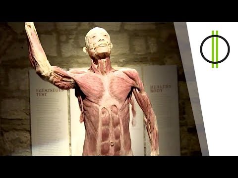 Videó: Hihetetlenül Unalmas Gondolatok Arról, Hogy Az Emberi Test Miként Formálódott - Alternatív Nézet