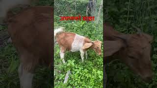 अचम्मको बाख्रा बाख्रा पालन bakhrapalan goatfarming