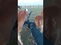 Жеребята докопались к железному коню дядь Валеры 🐎👍