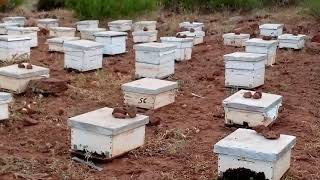 أكل النحل للعسل المخزن/عدم جمع النحل العسل/ عدم صعوده للعاسلة/العاسلة الثانية. اجوبة في تربية النحل