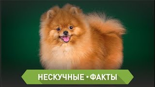 ТОП 5 самых дорогих собак ТОП 5 самых дорогих собак