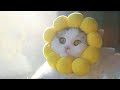 Best Funny And Cute Animal Videos And Tik Toks Of 2021