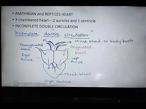 Body fluids and circulation L -18 video - 11 incomplete and complete double circulation