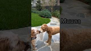 Funny doggo conversation, do you imagine what your dog say everytime?  I do #shorts #dog #cavoodle