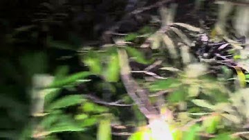 Bigfooting in the Poconos