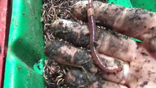 Какой червь когда востребован/Разведение червя дендробена
