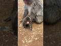 Baby monkey born this month🐒 今月生まれたばかりの赤ちゃん猿🐵