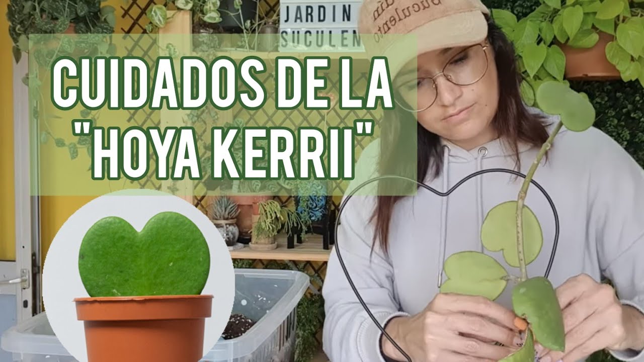 Cuidados de la Hoya Kerrii o Planta de Corazones / Jardín Suculento