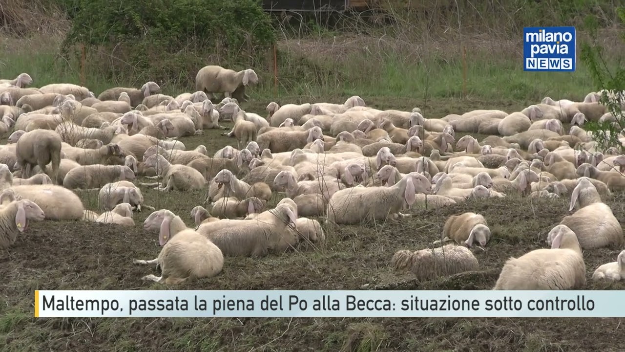 Maltempo, passata la piena del Po alla Becca: situazione sotto controllo