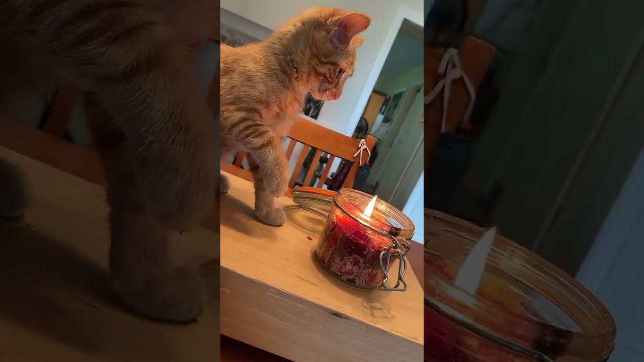 when life gives you rebellious cat 🐈😂