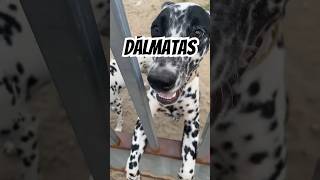 Dálmatas #Dalmatas