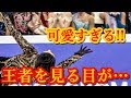 羽生結弦を見る目がハートになっちゃう瞬間!!そこには優しくて可愛くて美しい世界があった!!憧れの王者にはこの世のものとは思えないオーラと美があった!!#yuzuruhanyu