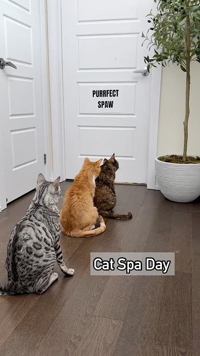 My cats visited the Purrfect Spaw!