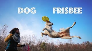 DOG FRISBEE border collies