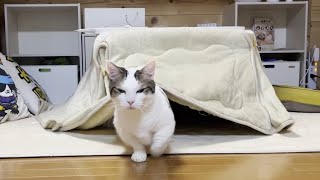 My cat lives in the kotatsu.