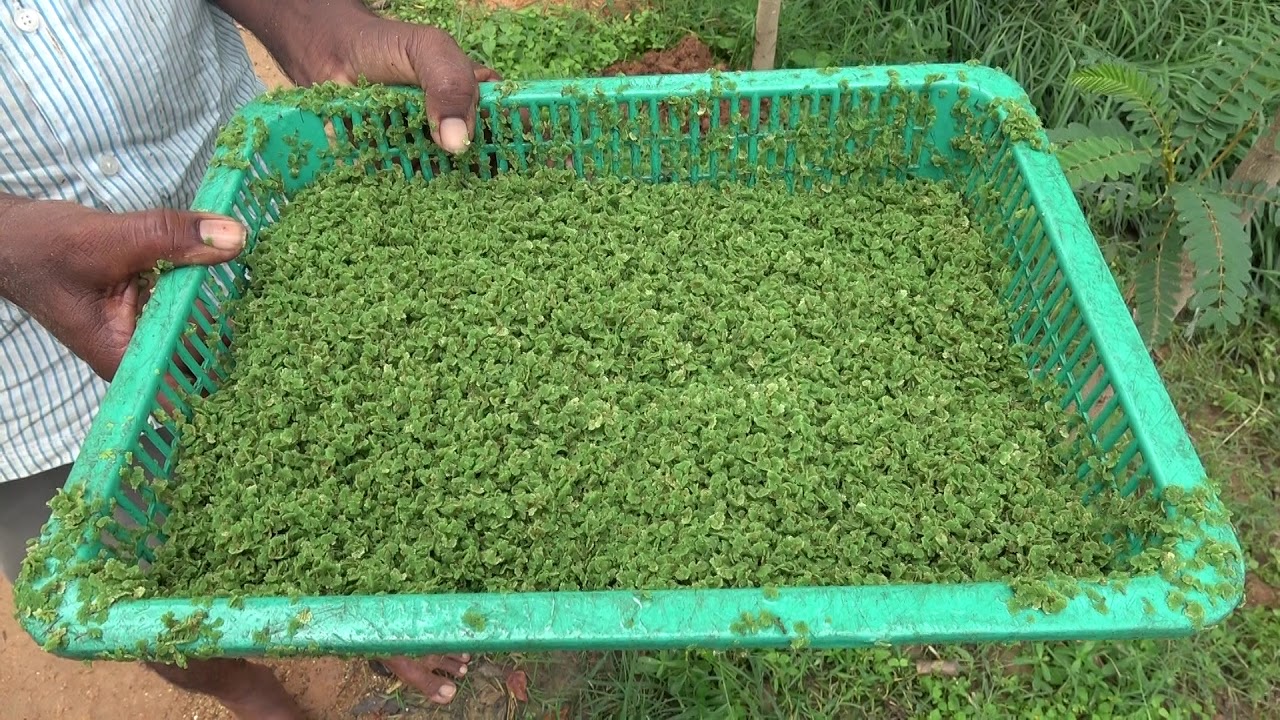 Azolla production for livestock- K Giridhar, ICAR NIANP, BANGALORE