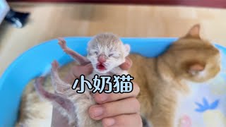 刚出生两天的五只小奶猫。