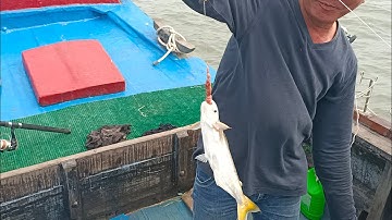 Câu cá, dính cá Bông Lau, tín hiệu tích cực cho những chuyến câu sắp tới.