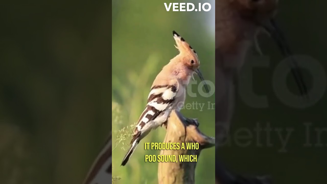 "Discover the Fascinating World of Hoopoe Birds"