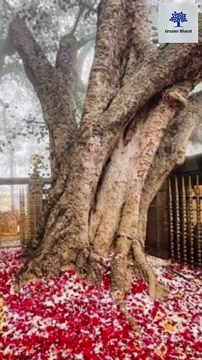 Mahabodhi Temple , Bodh Gaya, Bihar
