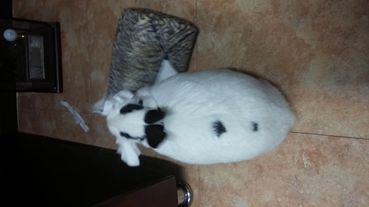 False Pregnancy Rabbit YouTube