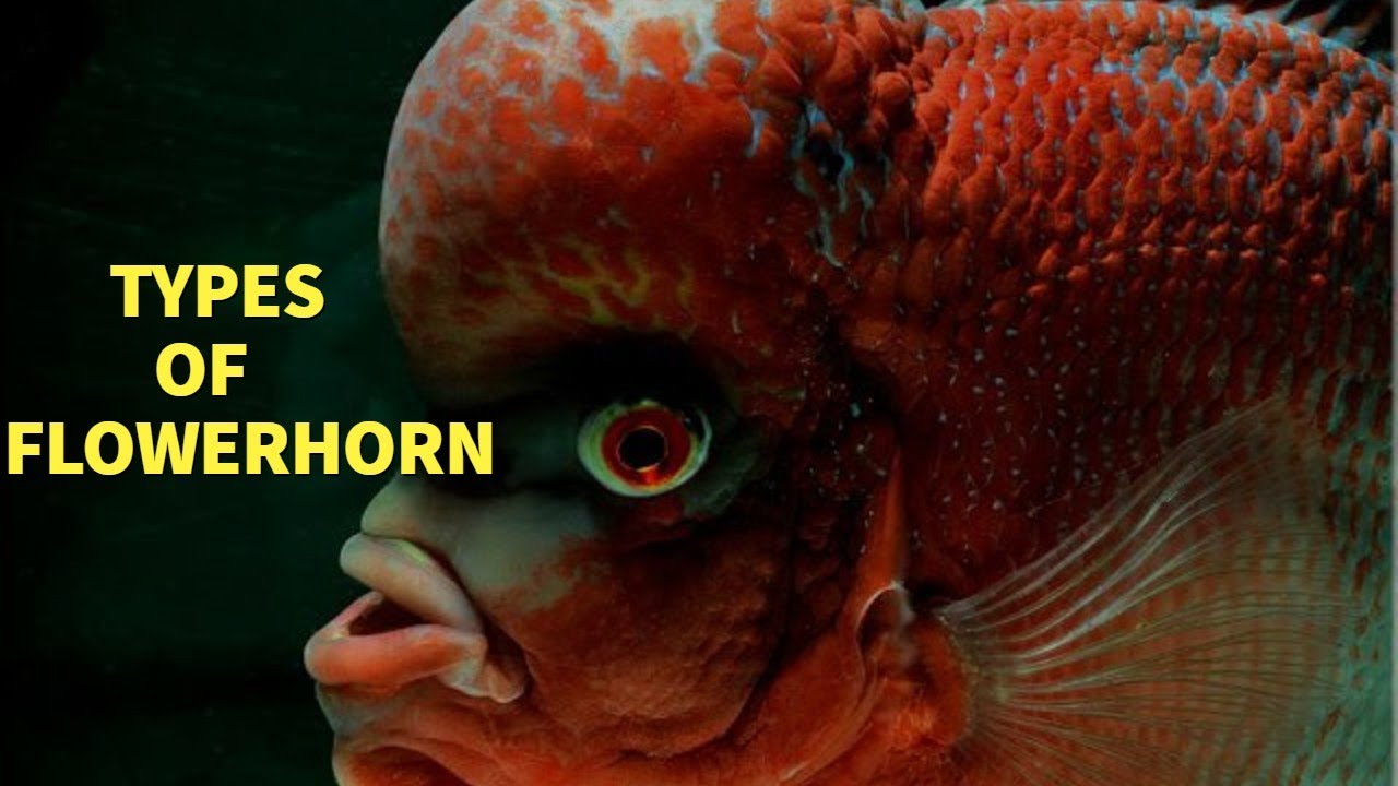 TYPES OF FLOWERHORN FISH | Finding fishes