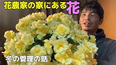 リーガースベゴニア エラチオールベゴニアの育て方 花がら摘み 冬越し 夏越し 咲かせ続ける裏ワザ Youtube リーガースベゴニア エラチオールベゴニアの育て方 花がら摘み 冬越し 夏越し 咲かせ続ける裏ワザ Youtube
