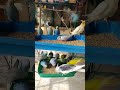 Amazing budgies... #lovebirdsbreeding #budgerigarbird #bird #cockatiel #petbird #budgie