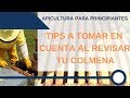 👉🏼 Apicultura para principiantes 🐝 [2] Que debo saber al revisar una colmena de abeja.