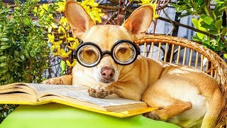 Las 10 Razas De Perros Más Inteligentes | Lista de Inteligencia Por Raza