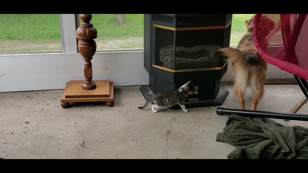 Kitten stalks dog YouTube