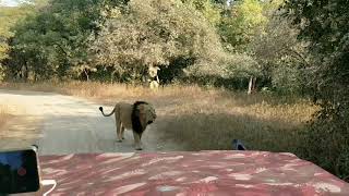 Gir National Park: Gujarat