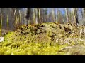 Metal Detecting An Old Sunken Road And Stone Chimneys