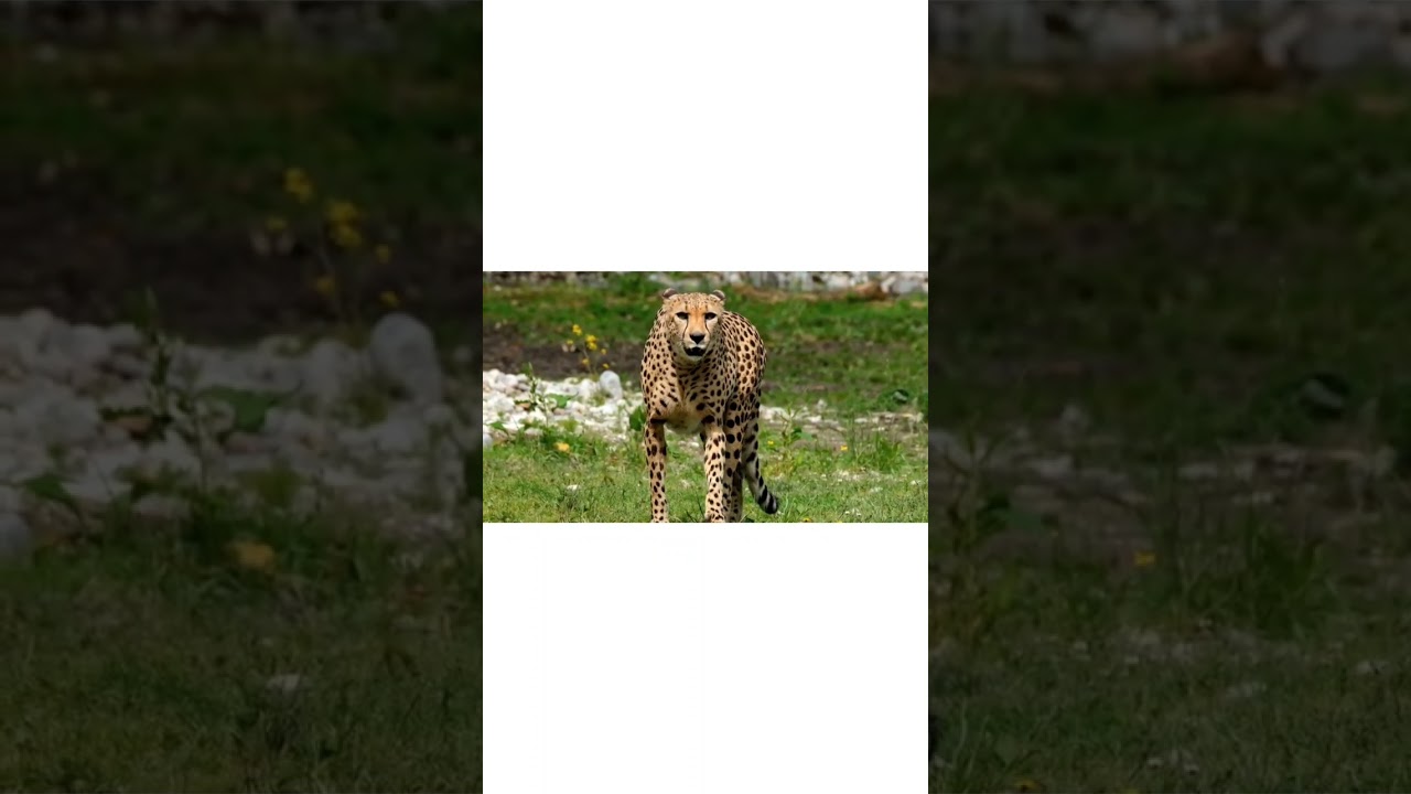 slow motion walk of leopard 🐆