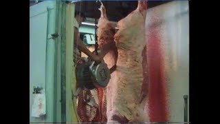 Meat Processing plant | Cattle industry | American food production | Only in America | 1980
