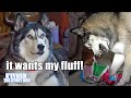 Husky’s Funny Reaction to Balloon! He Was Spooked! So Funny!