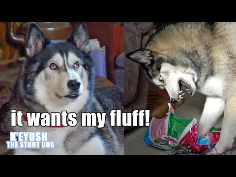 husky’s-funny-reaction-to-balloon!-he-was-spooked!-so-funny!