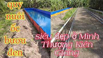GIAO ỐC BƯƠU ĐEN GIỐNG Ở U MINH THƯỢNG KIÊN GIANG LẦN 2 - TRẠI ỐC VĂN HẢI