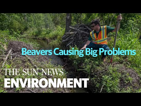 Beavers Causing Big Problems In Horry County Communities
