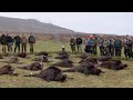 Wild boar hunting Romania - Best shots compilation; Schwarzwild Treibjagd - Beste Momente Rumänien