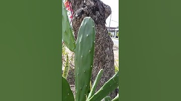 xương rồng tai thỏ trị đau lưng cột sống bài thuốc dân gian.