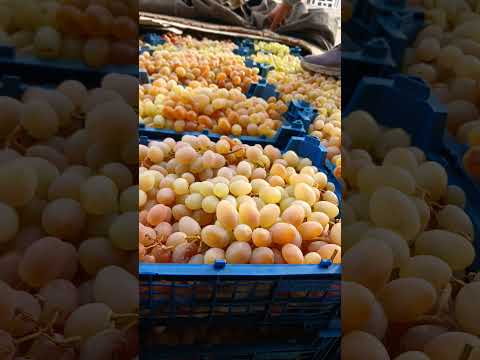 شروع وکار انگور شاهرود ارسال به کل کشور و کشورها همسایه