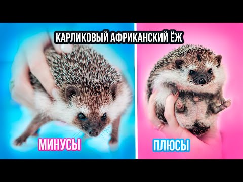 ПЛЮСЫ И МИНУСЫ КАРЛИКОВОГО АФРИКАНСКОГО ЕЖА | Не Покупай, Пока Не Посмотришь