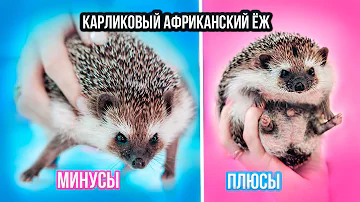ПЛЮСЫ И МИНУСЫ КАРЛИКОВОГО АФРИКАНСКОГО ЕЖА | Не Покупай, Пока Не Посмотришь