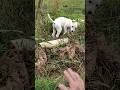 Hermoso Cachorro