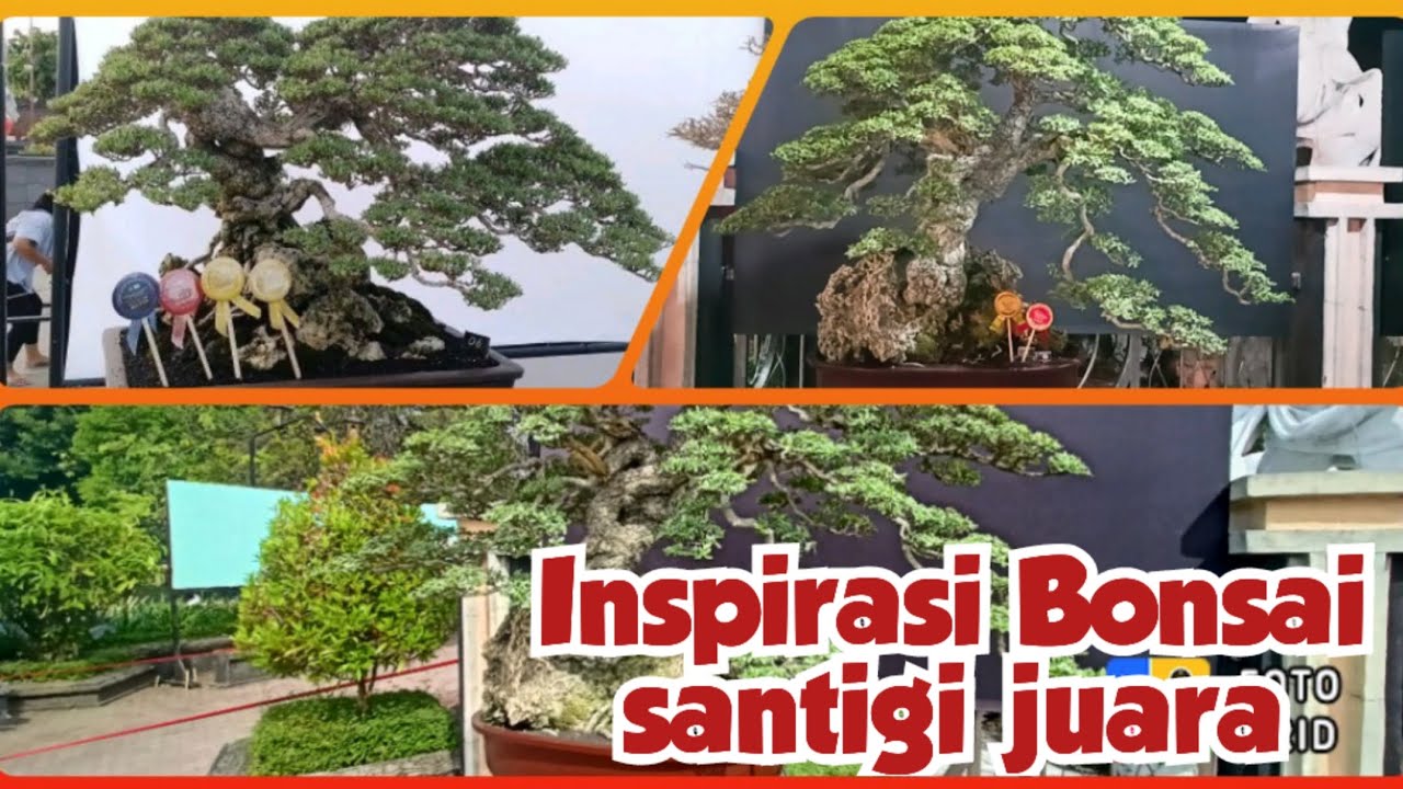 inspirasi Bonsai Santigi juara YouTube