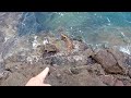 ウツボが次々とやってくる岩場がスゴすぎる!!!!!