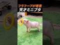 呼ぶと甘える、フラフープが得意な賢すぎるミニブタ  #shorts #おすすめ　 #癒し #動物 #かわいい #面白い #ブタ #すごい #ペット
