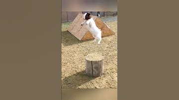 Jumping Baby Goats! 😍🐐🔥
